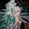 Dr. Greenthumb’s Em-Dog by B-Real (Humboldt Seeds Organization) Cannabis-Samen
