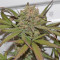 G14 Auto (Fast Buds) Cannabis-Samen