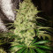 ICE (Female Seeds) Cannabis-Samen
