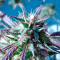 Kilimanjaro (World of Seeds) Cannabis-Samen