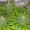 Medical 49 CBD+ (Vision Seeds) Cannabis-Samen