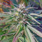 Passion #1 regular (Dutch Passion) Cannabis-Samen
