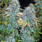 Serious Happiness regular (Serious Seeds) Cannabis-Samen