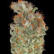 Serious Kush (Serious Seeds) Cannabis-Samen