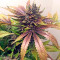 White Widow (Nirvana Seeds) Cannabis-Samen