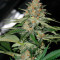 Delicious Candy Early Version (Delicious Seeds) Cannabis-Samen