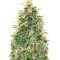 Auto 00 Hashchis (Auto 00 Cheese) (00 Seeds) Cannabis-Samen