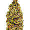Cannatonic regular (Resin Seeds) Cannabis-Samen