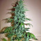Chronic (Serious Seeds) Cannabis-Samen