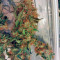 Euforia (Dutch Passion) Cannabis-Samen