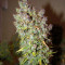 Grapefruit Auto (Fast Buds) Cannabis-Samen