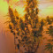 Mazar (Dutch Passion) Cannabis-Samen
