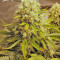 Killer Kush Auto (Sweet Seeds) Cannabis-Samen