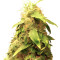 New York City (Pyramid Seeds) Cannabis-Samen