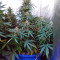 Vertigo Auto (Paradise Seeds) Cannabis-Samen
