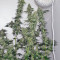 707 Headband (Humboldt Seeds Organization) Cannabis-Samen