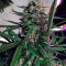 Auto Cinderella Jack (Dutch Passion) Cannabis-Samen