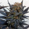 Blue Velvet (Dutch Passion) Cannabis-Samen