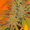 BubbleGummer (Female Seeds) Cannabis-Samen