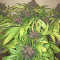 Crystal METH Auto (Fast Buds) Cannabis-Samen