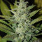 ICE (Female Seeds) Cannabis-Samen