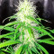 Shark Shock CBD (Dinafem Seeds) Cannabis-Samen