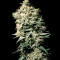 White Spanish (VIP seeds) Cannabis-Samen