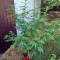 Wild Thailand (World of Seeds) Cannabis-Samen