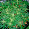 Deep Cheese (Dinafem Seeds) Cannabis-Samen