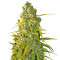 Calamity Jane Auto (Buddha Seeds)