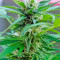 Big Kush strain