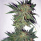 Magic Bud (Paradise Seeds) Cannabis-Samen