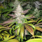 Mendocino Purple Kush (Medical Seeds) Cannabis-Samen