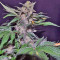 Mohan Ram Auto (Sweet Seeds) Cannabis-Samen