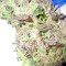 Money Maker (Strain Hunters) Cannabis-Samen