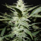 Stardawg Auto (Fast Buds) Cannabis-Samen