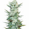 Tangie'matic Auto feminisierte Samen (Fast Buds)