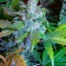 The Incredible Bulk Auto (Dr. Krippling Seeds) Cannabis-Samen