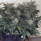 West Coast O.G. Auto (Fast Buds) Cannabis-Samen