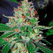 White Lemon (Strain Hunters) Cannabis-Samen