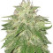 Super Hash (Pyramid Seeds) Cannabis-Samen