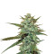Sweet Haze regular (DNA Genetics) Cannabis-Samen