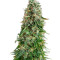 White Siberian (Dinafem Seeds) Cannabis-Samen