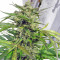 Speed Devil #2 Auto (Sweet Seeds) Cannabis-Samen