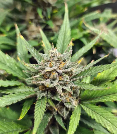 Original Auto AK (Fast Buds) Cannabis-Samen