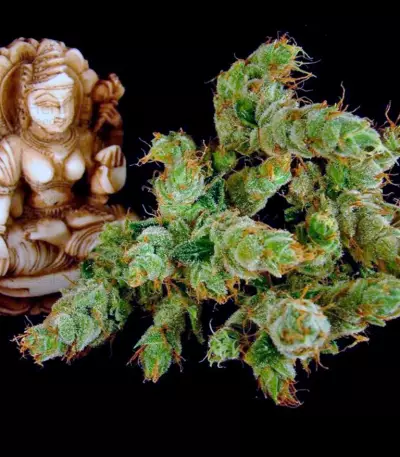 Strawberry Cough (Dutch Passion) Cannabis-Samen