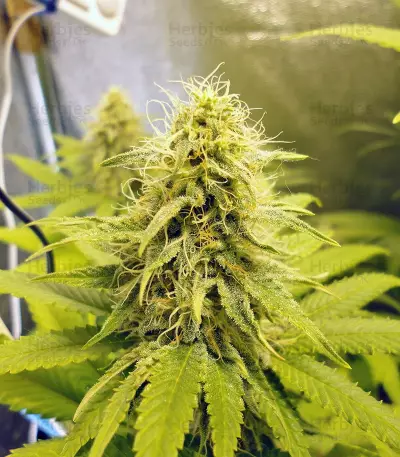 white widow