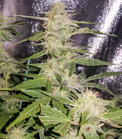 Auto Blueberry (Dutch Passion) Cannabis-Samen
