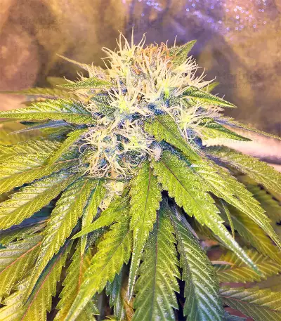 Bubble Bomb (Bomb Seeds) Cannabis-Samen