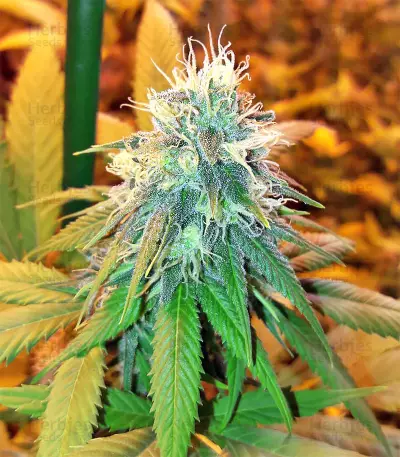 Buzz Light Gear (Dr. Krippling Seeds) Cannabis-Samen
